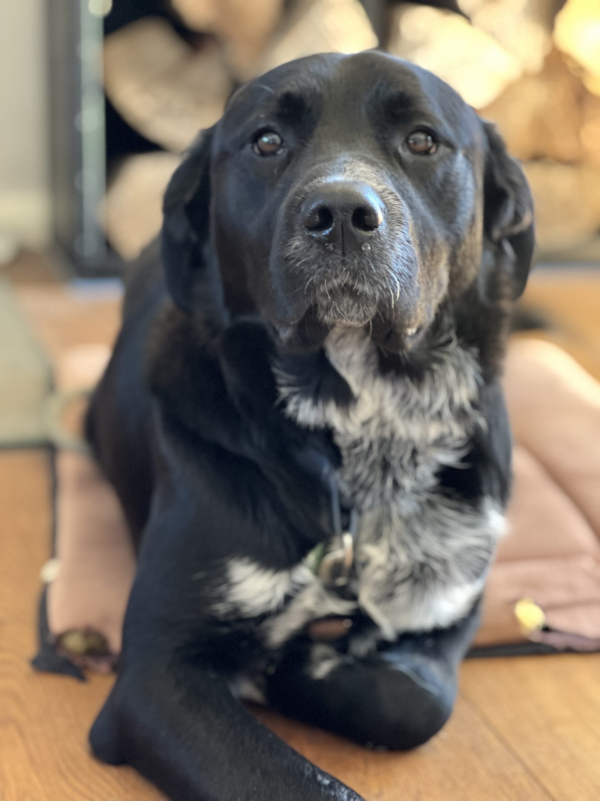 Benny | Canine Comprehension: Dog Assisted Learning Melbourne